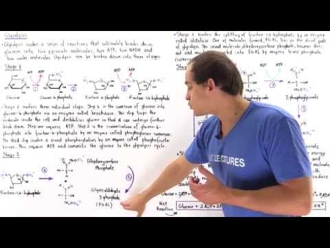 Glycolysis