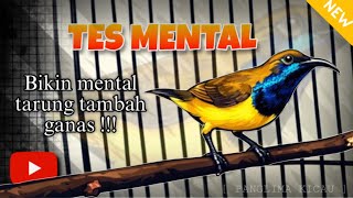 Download lagu GILA‼️ Tes Mental Sogon, Mental Baja Langsung Keluar #pancingansogon #sogongacor #sogokotong  mp3