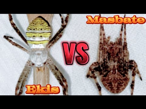 Ubusan Ng sapot Hanggang mapagod🔥🙀 Ekis vs Sarhento na brown.