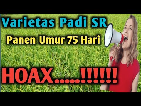 Tanaman Padi Genjah SR