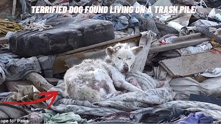 Terrified Dog Found Living On A Trash Pile