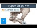 Types of joints in the human body - Anatomy & Examples | Kenhub