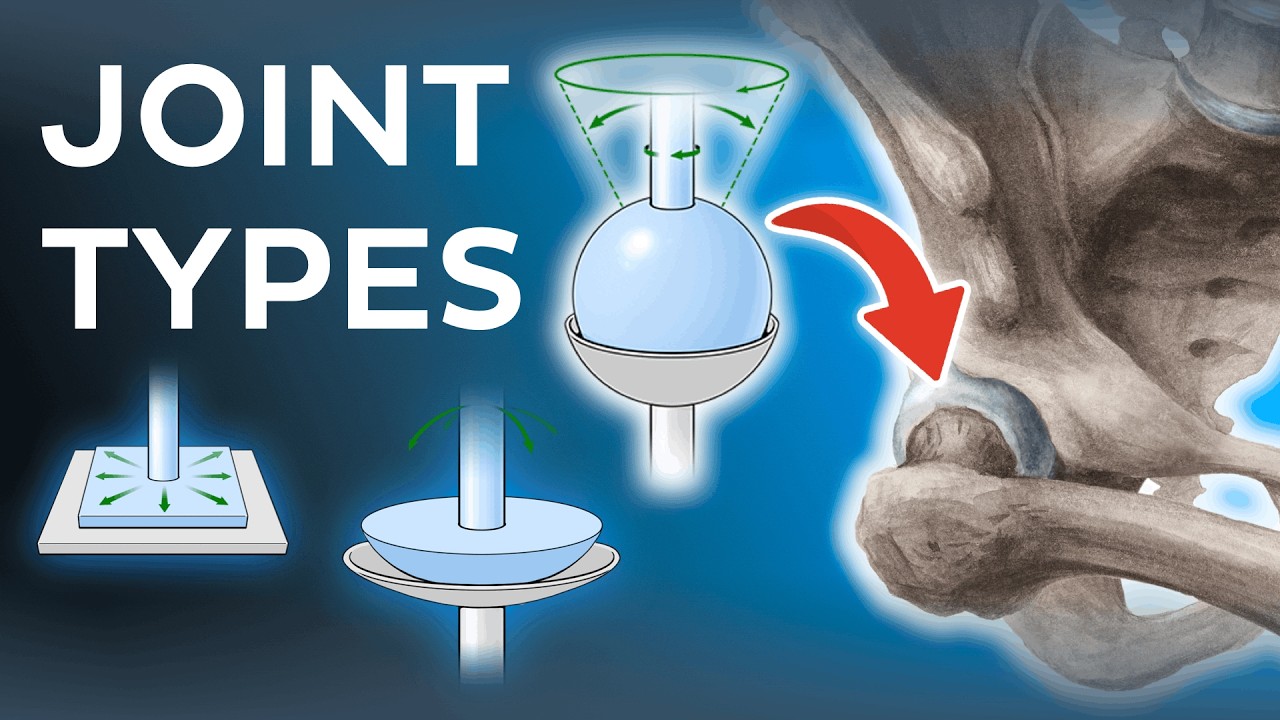 Types of joints in the human body - Anatomy & Examples | Kenhub