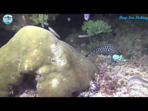 Amazing Dramatic Confrontation Of Big Octopus and Tiger Snake   Shark Attack Moray Eel Extreme Fast