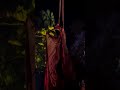 Cocoon 🩵🦋🩵  | Cirque du Soleil #OVOCirque