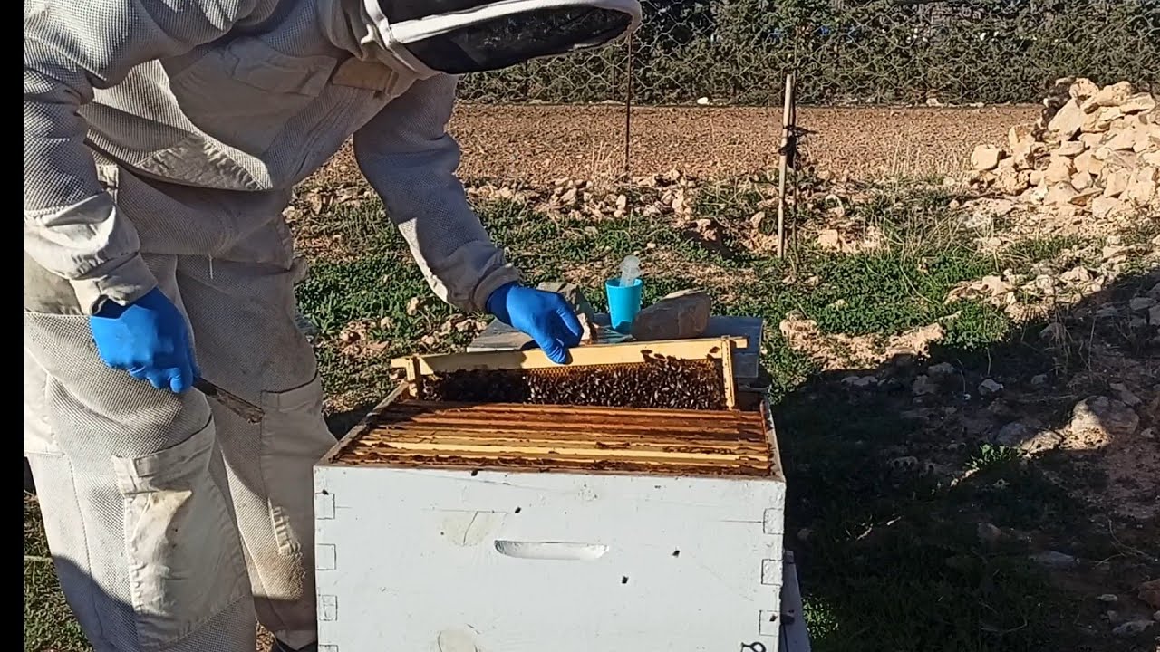 مباشر تربية النحل مع مفيد الاجابة عن اسئلة المتابعين 2025/10/29