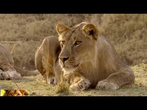 Caçadores da Africa - As Provas de Olimba