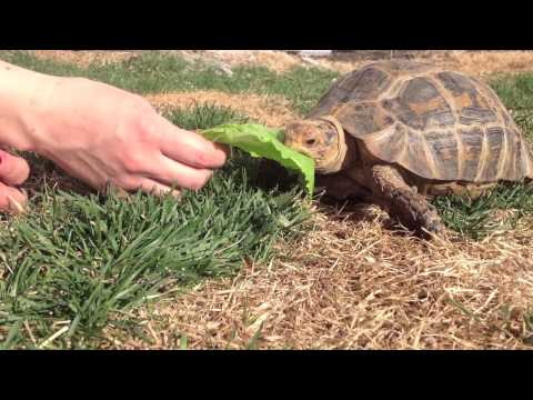 The Endangered Forsten’s Tortoise