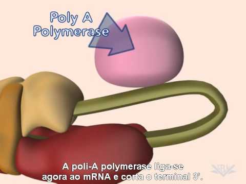 Processamento do mRNA