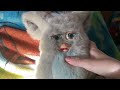 My 2005 Furby Need To Eat Food