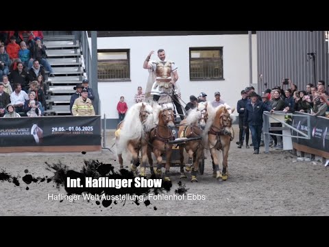 Der Gladiator vom Fohlenhof Ebbs: Haflinger Welt Ausstellung (Fohlenhof Ebbs, Tirol)