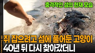 "What the heck is going on?" A cat released on an island to catch mice, only to return 40 years l...