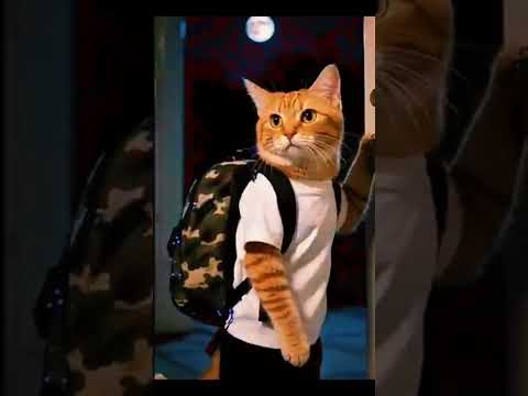 лайк за ии! #catshorts #catlovers #catdance #cutecat #funnycats #tileshopsongs