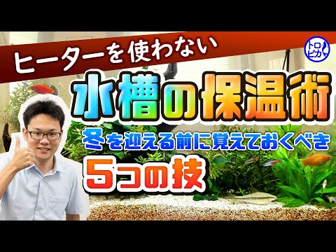 水槽の水が凍らないようにするにはどうすればよいですか?冬に幸せな鳥を育てるための簡単なヒント  庭園