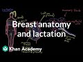 Breast Anatomy And Lactation Reproductive System Physiology NCLEX RN Khan Academy