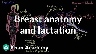 Breast anatomy and lactation | Reproductive system