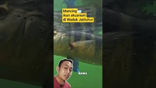 Download lagu Mancing ikan akuarium di Jatiluhur #pbass #hampala #belida #toman #mancingmania mp3 Download lagu Mancing ikan akuarium di Jatiluhur #pbass #hampala #belida #toman #mancingmania mp3