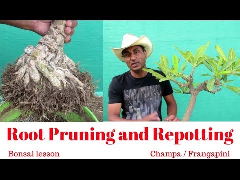 Bonsai lesson/root pruning and repotting/champa/frangipani