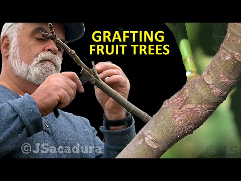 From GRAFTS to FRUITS in 5 Months | Grafting Fruit Trees