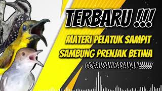 Download lagu MASTERAN SOGON‼️ MATERI PELATUK SAMPIT SAMBUNG PRENJAK BETINA #sogon #sogongacor #sogokontong mp3