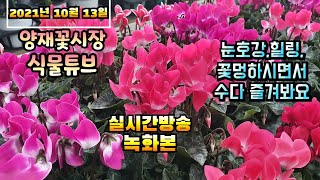 2021년 10월 13일 수요일  예쁜식물 보면서  수다떨어봐요 #양재꽃시장 #식물튜브
