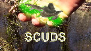 Where to find and catch wild scuds