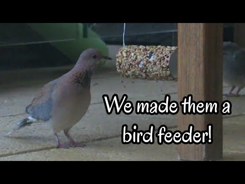 Baby Laughing Dove In Our Backyard: Day 7 - We made them a bird feeder
