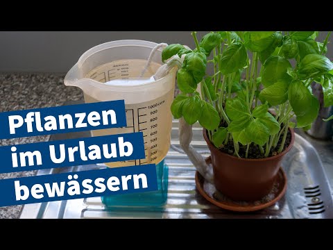 , title : 'Pflanzen im Urlaub bewässern – Anleitung für DIY-Bewässerung von Basilikum – Einfaches Tutorial'