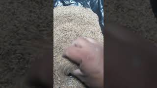 Arena Silica Grano de Oro