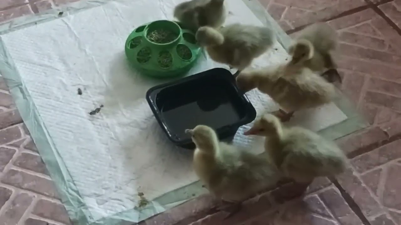 Barrett's Peckers Birds Video