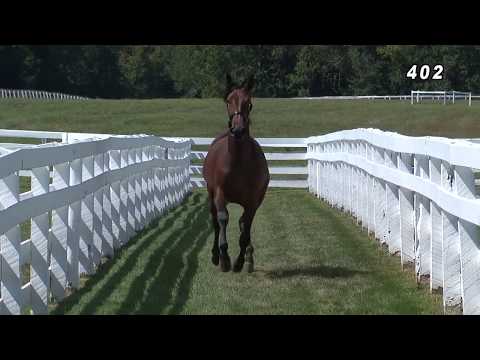 Hip #402 UNCLEAR (CANTAB HALL - BREECH OF FAITH)