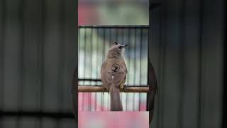 Download lagu Masteran Trucukan Gacor ROPEL PANJANG Ampuh Untuk Pancingan Trucuk Agar Cepat Menaikkan GACOR 90 mp3