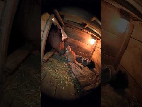 A Horse Popped Its Head Into the Cat House