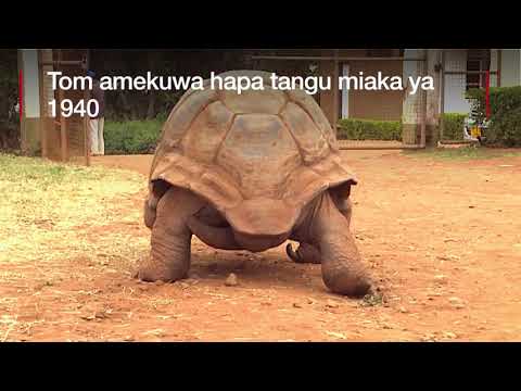 Huyu ndiye KOBE MZEE zaidi duniani ana miaka zaidi ya 150