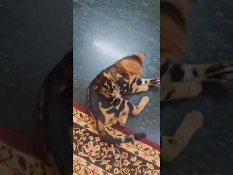 Marble Bengal Cat Playing