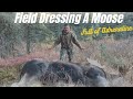 Field Dressing Quartering A Moose For Transport Moose Hunt Part 2