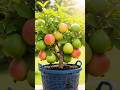 🍈 This Guava Tree Is Loaded With Fruits! 😱🌳 Amazing Guava Harvest #Shorts