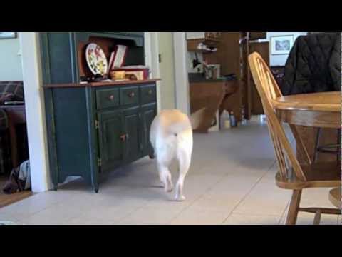 Dogs These Days [90-Second Film Challenge]