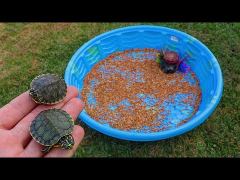 Rescued BABY TURTLES get their  DREAM HOME!!