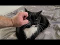 Tuxedo Kitty Gets Some Ear Scratches