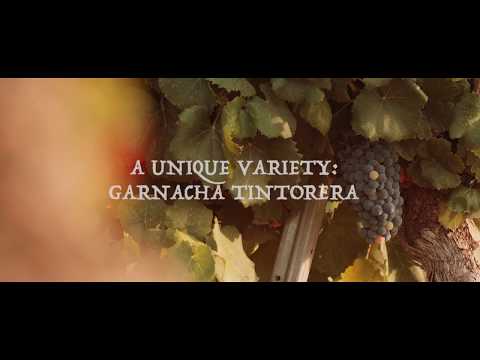 Wines of Almansa - Garnacha Tintorera - Presentation of Denomitacion of Origin Almansa