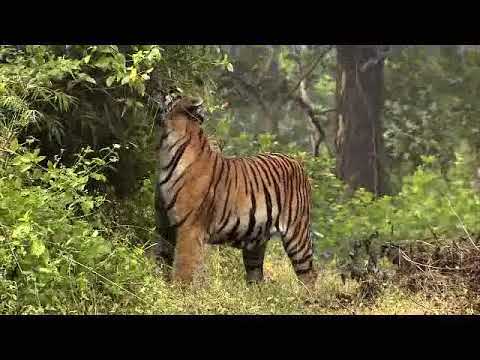 Globo repórter  27/04/2018