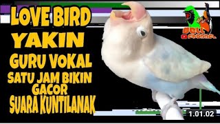 Download lagu Lovebird Yakin Suara Kuntilanak || Guru Vokal 1 Jam bikin Konslet Minor Gacor mp3