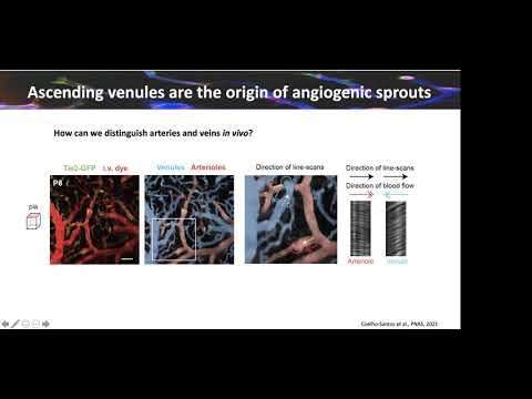 [Vanessa Coelho-Santos]  Imaging the construction of capillary networks in the neonatal mouse brain