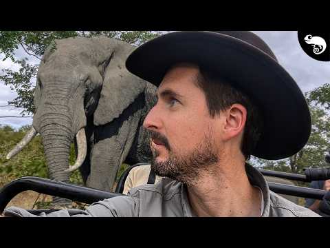 Elephants Are Scarier Than I Ever Imagined!