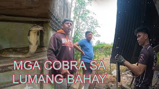 MGA COBRA SA LUMANG BAHAY NAG PAPARAMDAM#cobraprince