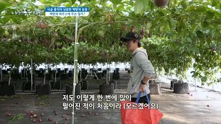 [시골 총각의 상큼한 백향과 농장] 백향과 하우스에 무슨 일이..??