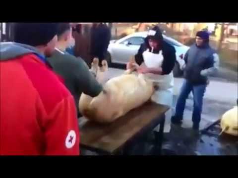 Metta 500 calorie per perdere il peso Come riunirsi in uno stomaco alluomo di lezioni video