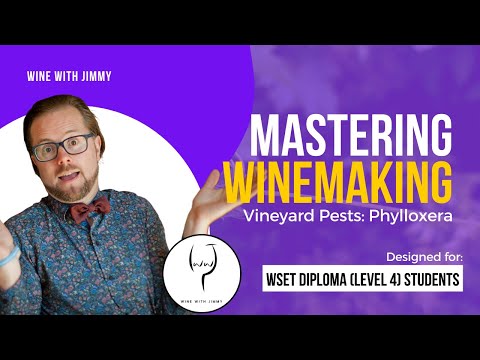 WSET Level 4 (WSET Diploma) Mastering Pests: Phylloxera