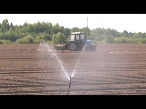 La sequía amenaza cultivos y bosques en Europa